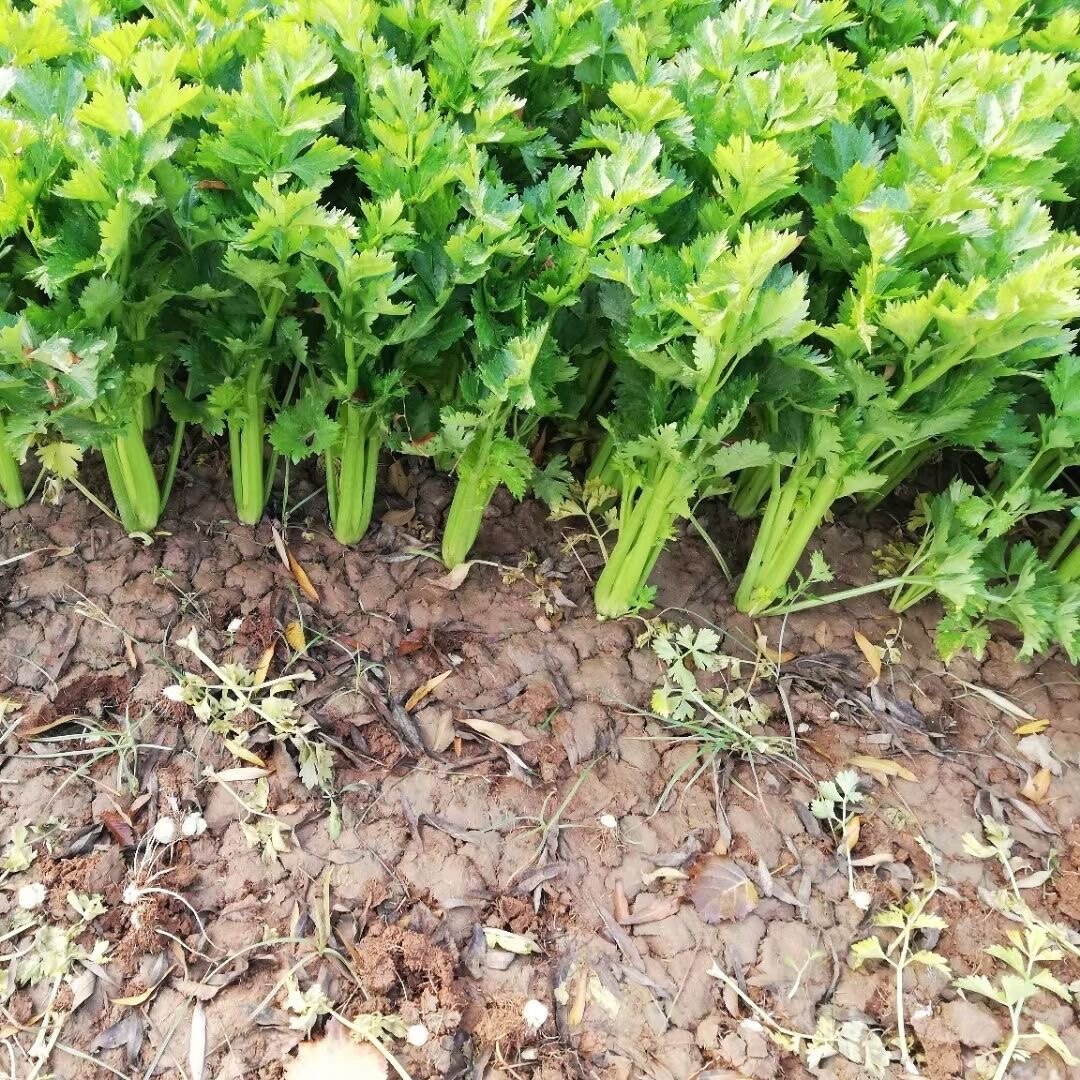 西芹种子凯撒大帝芹菜种子叶柄亮绿有光泽纤维少高产抗病强免催芽