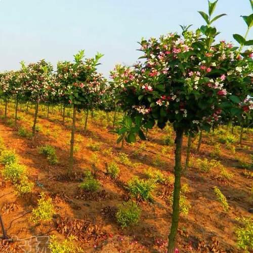 五彩锦带花树苗庭院种植锦带花苗室内盆栽大型庭院绿化苗木 - 图1