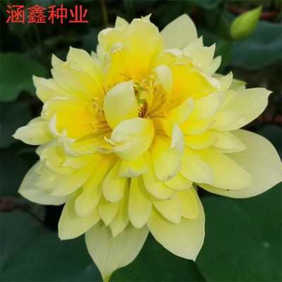 季开花莲藕苗大型观赏荷花种藕苗莲藕种苗盆栽荷花种根苗水培-图1