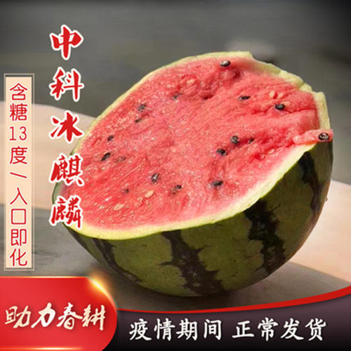 中科冰糖麒麟西瓜种子8424懒汉甜王红玉西瓜种籽春四季蔬菜种孑苗 - 图0