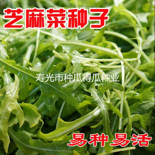 意大利小叶芝麻菜种籽大叶蔬菜种子春夏秋四季蔬菜籽孑阳台盆栽苗 - 图1