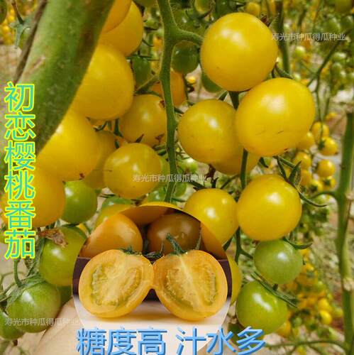 圣女果种子千禧樱桃黑番茄种籽西红柿阳台盆栽水果蔬菜种孑苗 - 图1