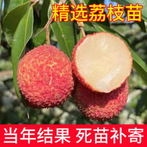 Graft Lychee Sapling with Nuclear-free Lychee Fruity Lychee Sapiei Sapiao Smiling Lychee Sapling glutinous rice glutinous rice glutinous rice