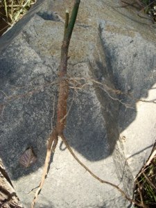 草根炖猪脚汤福建野生山鸡椒根臭枳柴山苍子根煲汤料晒干250g-图1