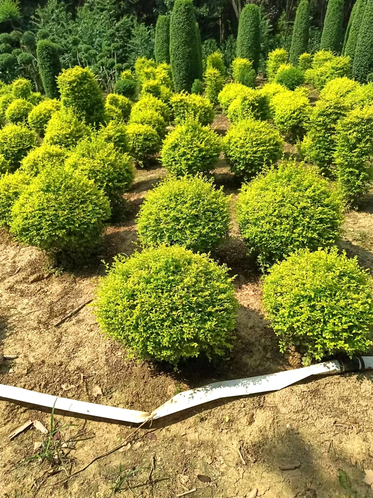 小叶女贞造型树球形苗庭院别墅亮晶篱笆围墙植物观叶四季常青苗木 - 图1