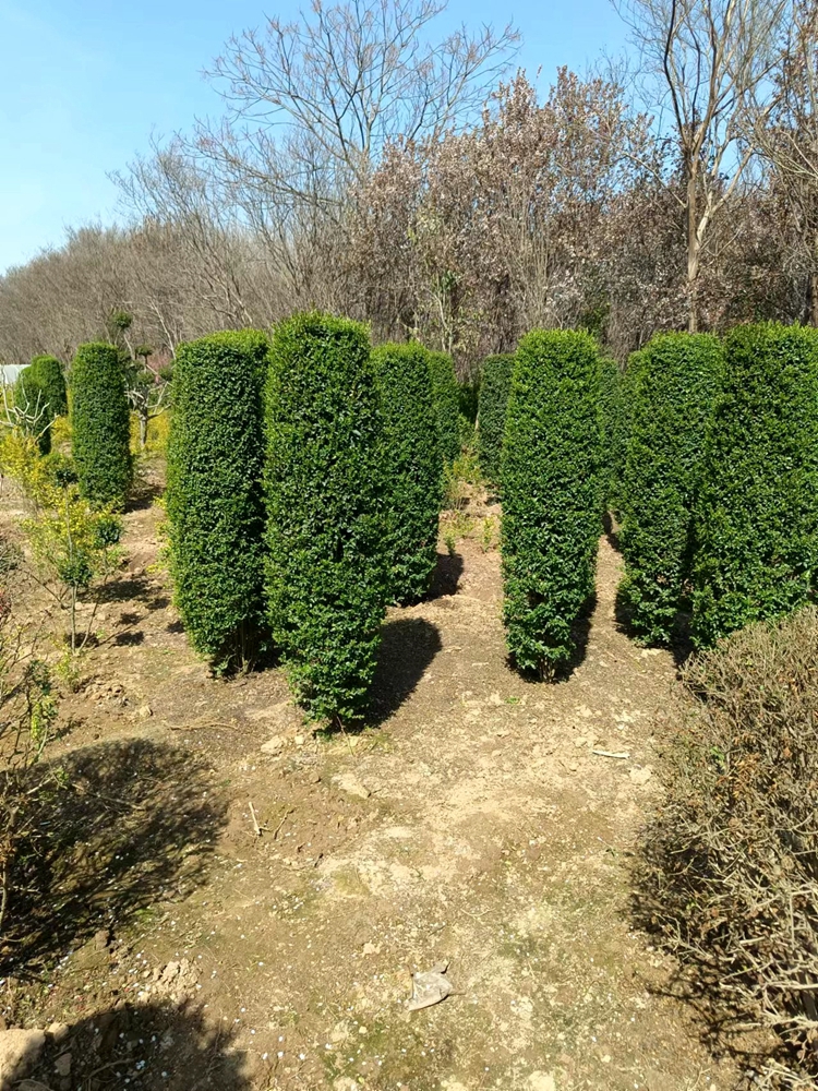 小叶女贞造型树球形苗庭院别墅亮晶篱笆围墙植物观叶四季常青苗木 - 图3