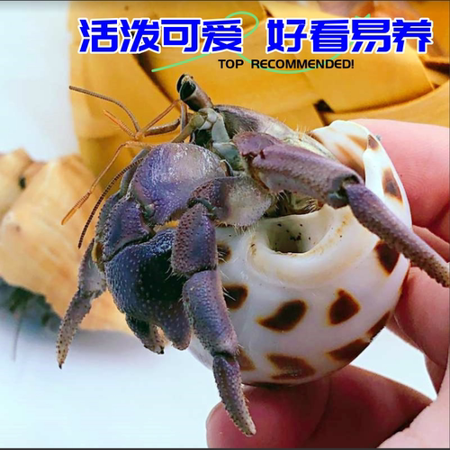 宠物寄居蟹 豆丁活体陆生寄居蟹新手套装饲养盒桌面萌宠儿童礼物 - 图0