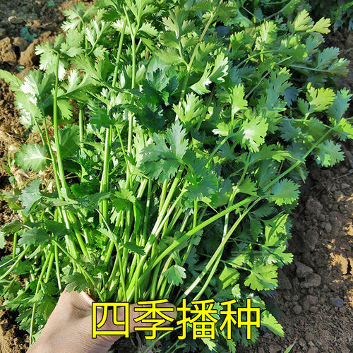 小叶香菜种籽芫荽四季食用秋季盆栽香莱籽种阳台蔬菜种子苗孑种菜 - 图2