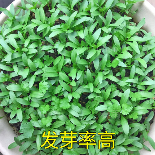 小叶香菜种籽芫荽四季食用秋季盆栽香莱籽种阳台蔬菜种子苗孑种菜 - 图1
