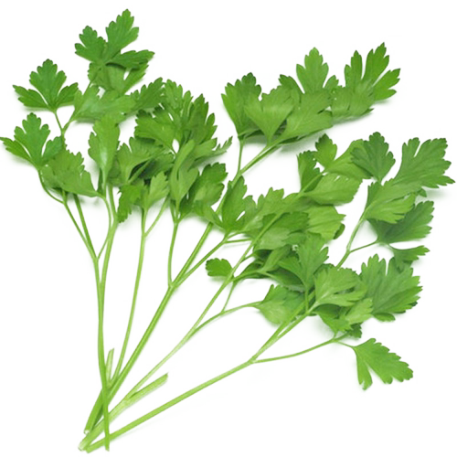 小叶香菜种籽芫荽四季食用秋季盆栽香莱籽种阳台蔬菜种子苗孑种菜 - 图3
