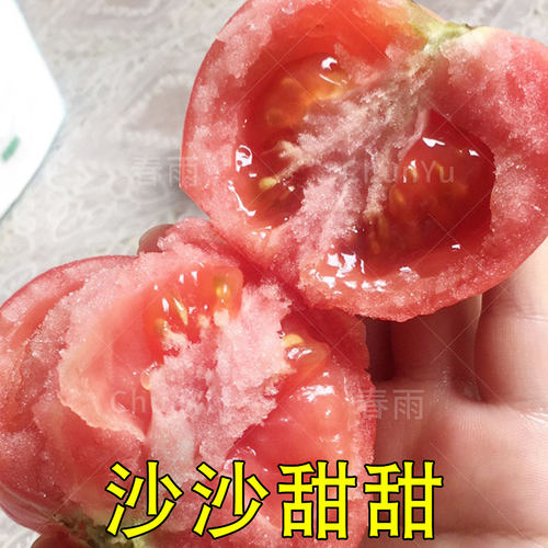 粉冠番茄西红柿种籽苗盆栽秧苗沙瓤四季夏季菜籽农家蔬菜种子孑子 - 图0