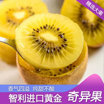 Chilean imports of gold chic heresy yellow heart kiwifruit should season fresh fruit big fruit single fruit 100g Shunfeng