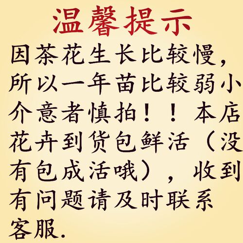 福建五色赤丹茶花盆栽十八学士山茶花树苗一树多色绿植花卉带花苞 - 图2