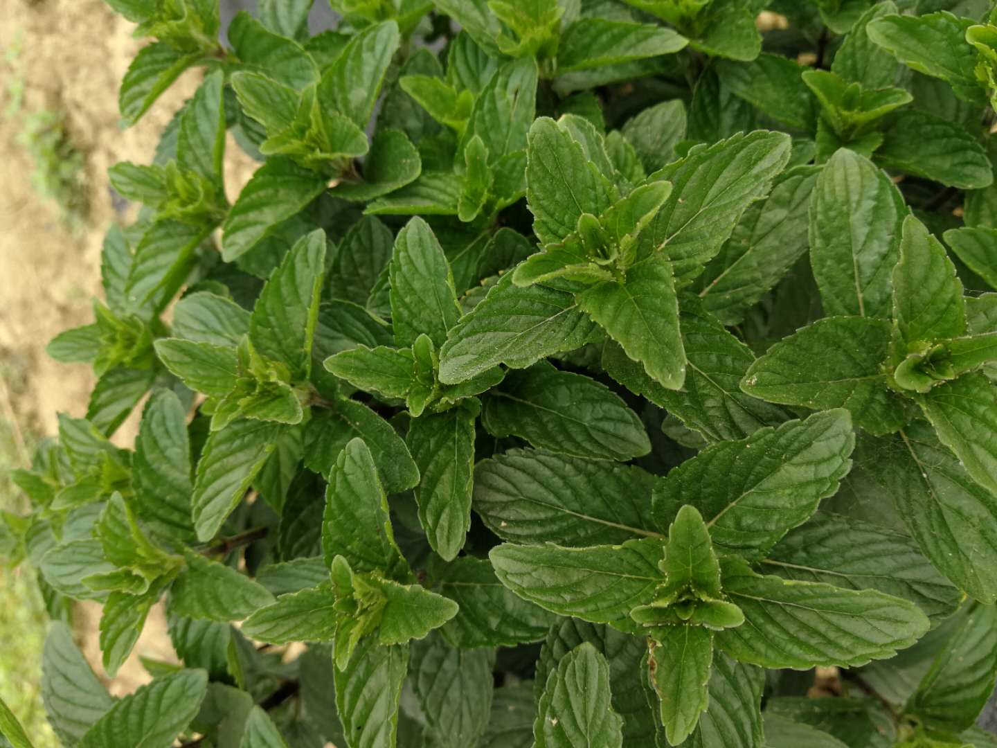 新鲜留兰香薄荷纯露2500ml补水收缩毛孔