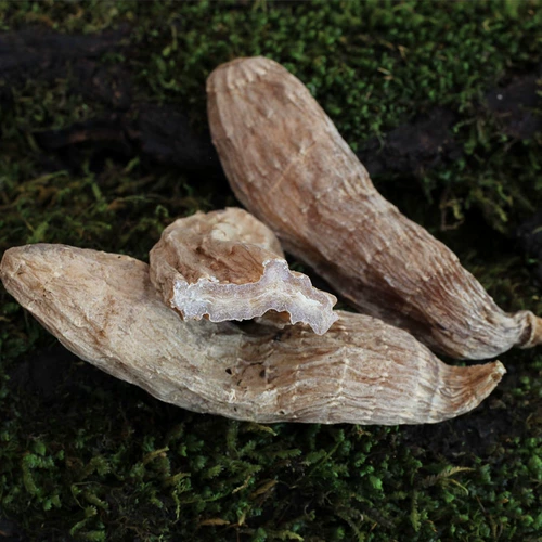 Северо -восточное выращивание горы Чанбай