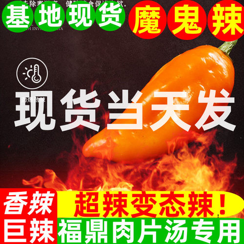 魔鬼辣椒超辣永安黄椒灯笼椒小米泡椒朝天椒正宗变态特辣新鲜农家 - 图1