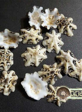 2.5厘米左右笠螺/多选一/说明里有详情