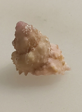 2厘米左右玫瑰底星螺，品相好，随机发一个