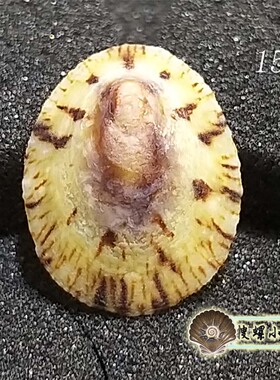 2-2.5厘米笠螺/多选一/说明里有详情