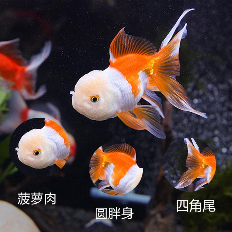 菠萝头金鱼狮头金鱼活体观赏鱼好养耐活冷水鱼淡水鱼小金鱼苗活鱼 艺海藏鱼阁 淘优券