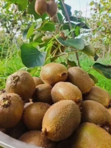 Shaanxi Brow County Xu Xiangkiwi 10 Catty Boxes of Authentic Fresh Fruits