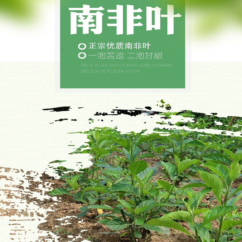 南非叶枝条树苗南非叶干叶马来西亚叶将军叶药王叶新鲜叶茶茂名市-图1