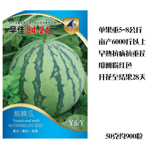 西瓜种籽高产甜早熟麒麟瓜南方无籽蔬菜种孑美都黄壤8424西瓜种子 - 图1
