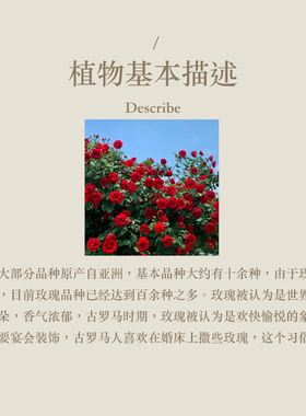 多特瑞玫瑰精油单方5ml官网doterra正品按摩滋养皮肤涂抹保湿