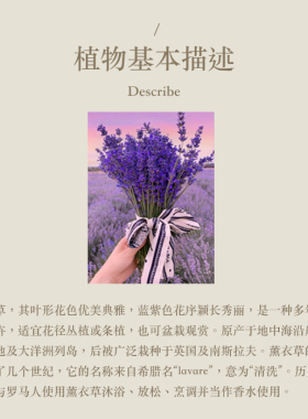 多特瑞薰衣草单方精油15ml官网doterra正品按摩滋养涂抹助眠