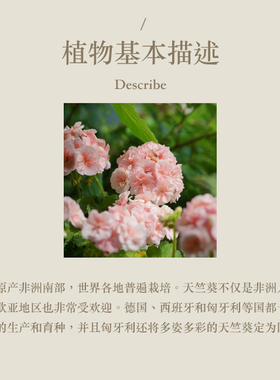 多特瑞 天竺葵单方精油15ml官网doterra正品按摩国网海外版
