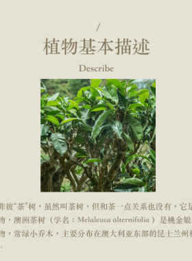 多特瑞茶树单方精油15ml官网doterra正品按摩滋养涂抹香氛海外版