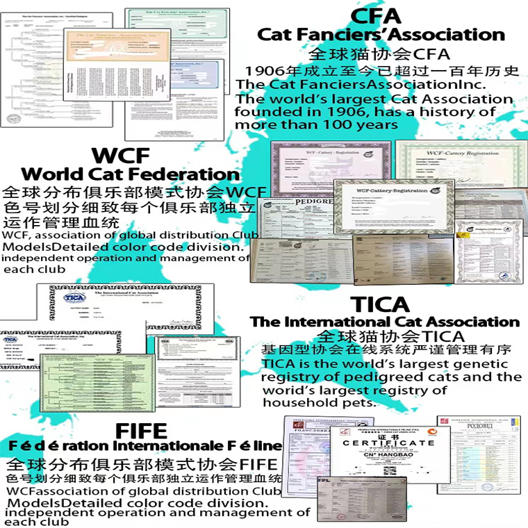 注册CFA猫证书美国CFA猫舍证书注册代办CFA绿纸血统证书 保真注册 - 图1