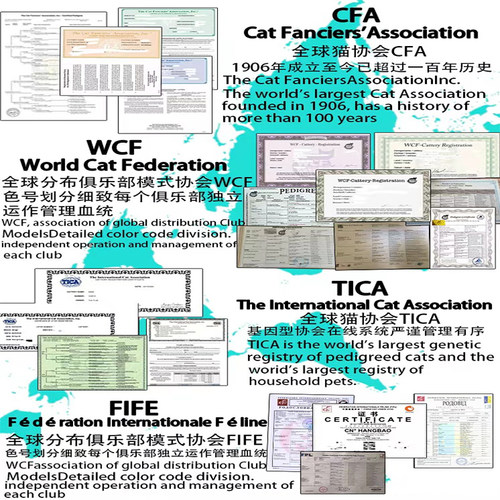 注册CFA猫证书美国CFA猫舍证书注册代办WCF TICA血统证书保真注册 - 图2