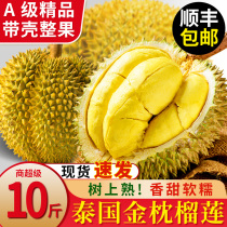 Durian fresh fruit Shunfeng Thai gold pillow liquid nitrogen durian meat bab frozen one whole whole fruit belt shell