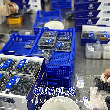 顺丰空运！高原花香蓝莓礼盒15mm*4盒[20元优惠券]-寻折猪