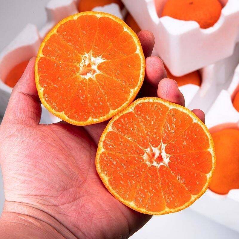 临海涌泉蜜桔早熟优质桔子无核橘子当季水果整箱送人推荐多汁饱满 - 图1