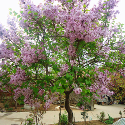 丁香花树苗庭院四季开花植物绿化苗木丛生丁香花苗海棠盆栽花卉-图2