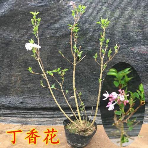 丁香花树苗庭院四季开花植物绿化苗木丛生丁香花苗海棠盆栽花卉-图1