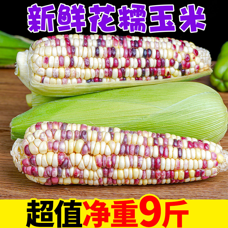 广西新鲜糯玉米农家粘黏嫩花色甜糯玉米棒糯米现摘10斤助农产品