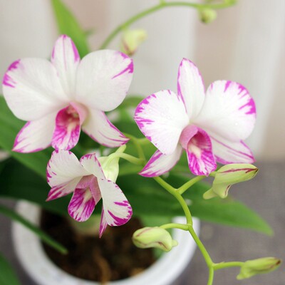 日本泼墨春秋蝴蝶石斛兰花盆栽室内开花花卉四季好养易活绿植植物 虎窝淘