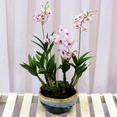 日本泼墨春秋蝴蝶石斛兰花盆栽室内开花花卉四季好养易活绿植植物 虎窝淘