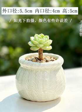冰裂釉多肉花盆陶瓷拇指盆马卡龙