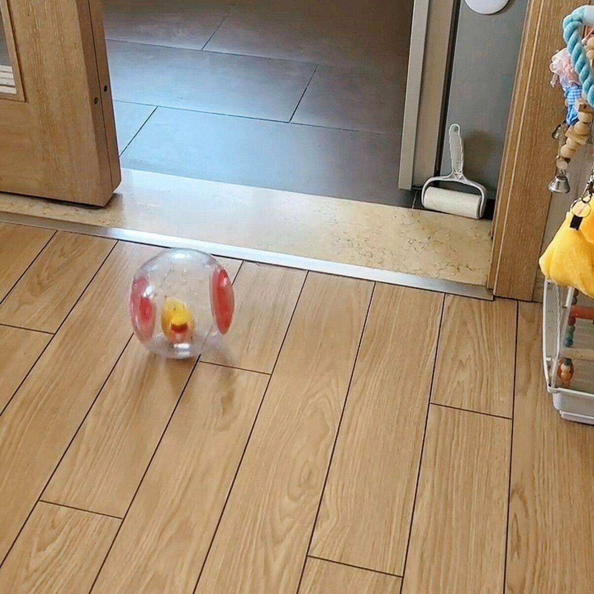 鹦鹉玩具创意小鸟防抑郁跑球小鸡自嗨解闷运动滚球外带仓鼠跑步机,淘宝优惠券,粉丝福利购,淘宝优惠卷