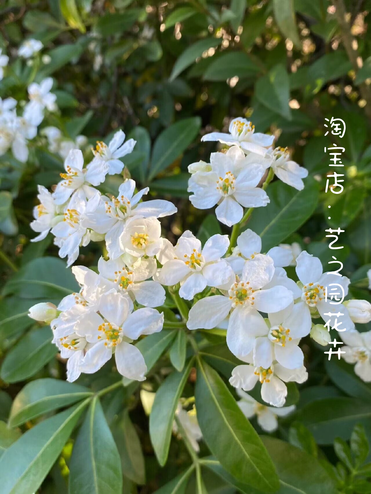 墨西哥橙花盆栽小苗鲜切花橘叶引进母本扦插芳香植物包对版-图3