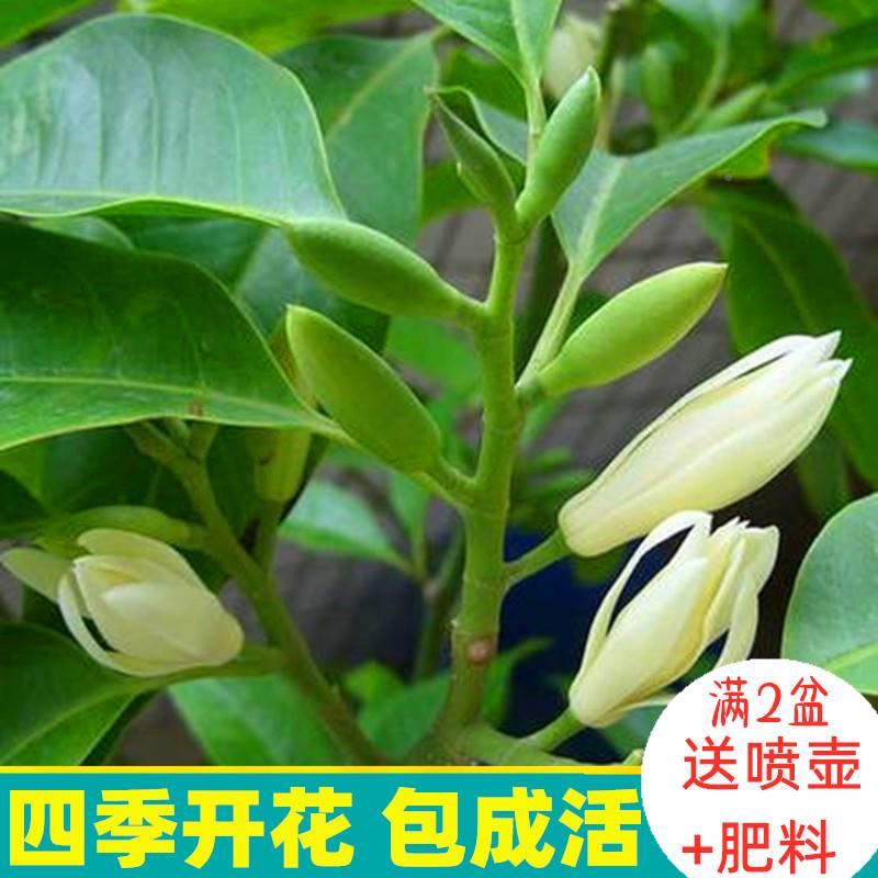 白兰花玉兰树苗花卉植物室内庭院绿植易活带花苞四季开黄角兰盆栽 - 图3