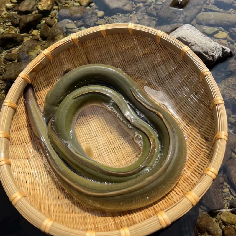 正宗千岛湖河鳗溪鳗新鲜鳗鱼鲜活淡水白鳝鱼包活到家整条顺丰 - 图2