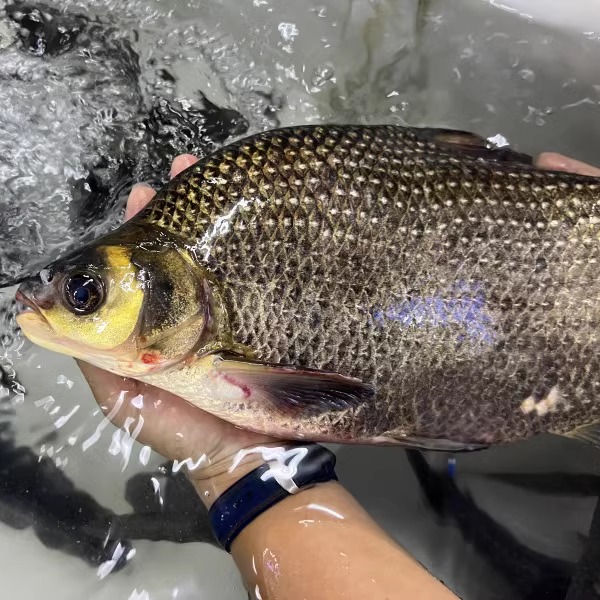 正宗千岛湖鳊鱼有机淡水鳊鱼新鲜鱼 鲜活扁鱼鲜水产活鱼现杀快递 - 图1