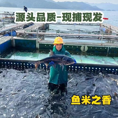 官方认证千岛湖淳牌有机活鱼正宗大头鱼鲢鱼鳙鱼包头鱼大胖头鱼 - 图1