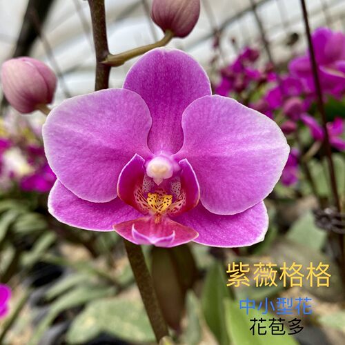 花仙子蝴蝶兰直播专用链接开花株对版好养花卉兰花 - 图2