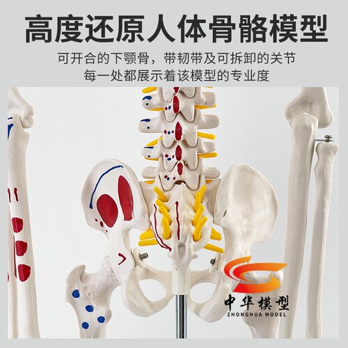 85CM人体骨骼模型 170CM骨架人体模型成人小骷髅教学模型脊椎全身 - 图0